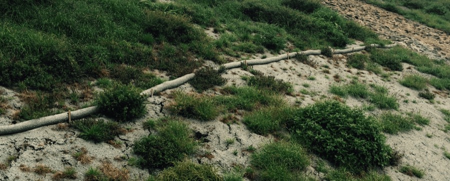 BioSocks installed along a slope, vegetation establishing through the sock line