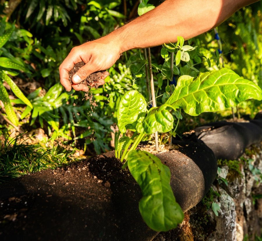 Hand sprinkling Loyal Soil amendment onto young greens
